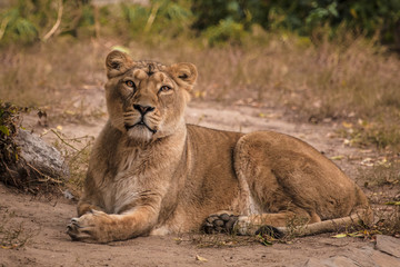 proudly looks at you and imposingly lies. Lioness is a large predatory strong and beautiful African cat.
