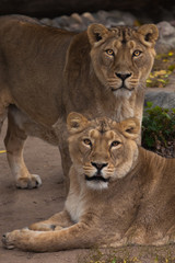 Fototapeta na wymiar two cats girls girlfriend. Lioness is a large predatory strong and beautiful African cat.