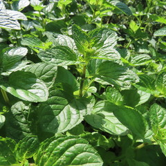 green peppermint leaves, a plant in the garden in sunlight