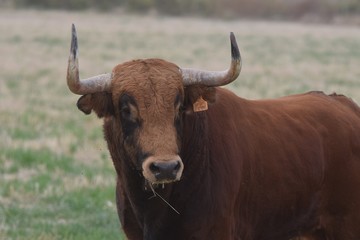Spanish brave bull
