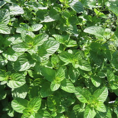 Fototapeta na wymiar green peppermint leaves, a plant in the garden in sunlight
