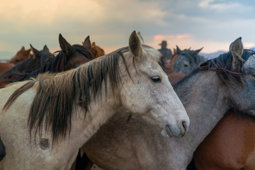Closeup of horses and western cowboy in background in evening