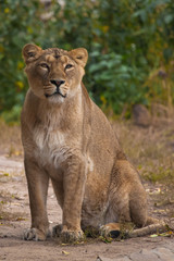 the proud one is looking sternly. Lioness is a large predatory strong and beautiful African cat.