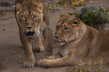 two cats girls girlfriend. Lioness is a large predatory strong and beautiful African cat.
