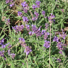 Fototapeta premium many small purple flowers of the scented lavender bush
