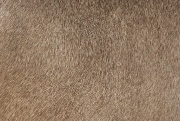 Bright braun short shiny cow skin texture