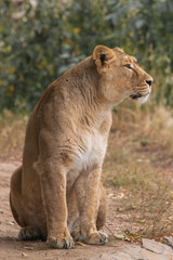 in profile, ready to act. Lioness is a large predatory strong and beautiful African cat.