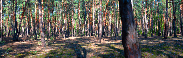 Fototapeta premium Mysterious colorful pine forest. Outdoors.