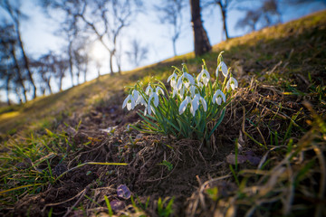 Close-up of snowdrops in the backlight, wide angle