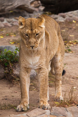 Fototapeta premium Stretches, stands on its hind legs as a cat raises its back Lioness is a large predatory strong and beautiful African cat.