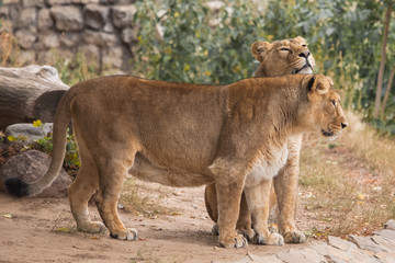 Fototapeta na wymiar Two friends. Lioness is a large predatory strong and beautiful African cat.