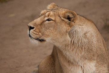 half-profile portrait, questioningly dangerous. Lioness is a large predatory strong and beautiful African cat.
