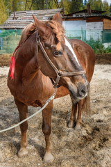 Obraz premium Chestnut horse with pigtails