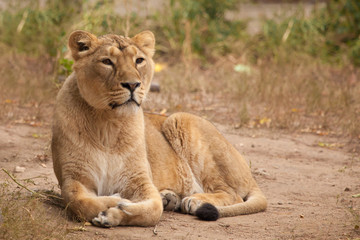 Naklejka na ściany i meble Lioness is a large predatory strong and beautiful African cat.