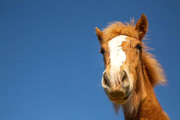 Foal of draft horse in countryside
