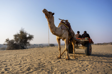 Camel safari in Thar desert Jaisalmer, Rajasthan, India.