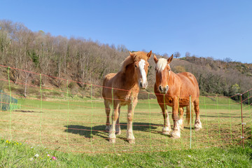 Fototapeta na wymiar Horses walking in paddock on farm