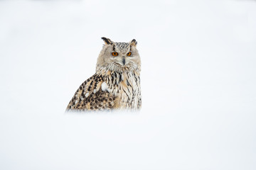 Siberian eagle owl taken in Russia during winter