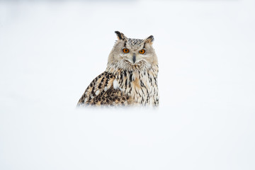 Siberian eagle owl taken in Russia during winter