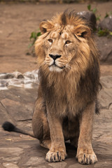 Lion is a large predatory strong and beautiful cat with a magnificent mane of hair.