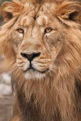 Full-length portrait in full frame. Lion is a large predatory strong and beautiful cat with a magnificent mane of hair.