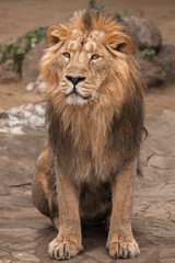 Fototapeta na wymiar Lion is a large predatory strong and beautiful cat with a magnificent mane of hair.