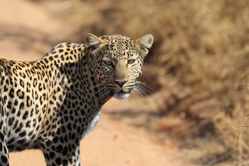 Leopard Pilanesberg parc South Africa