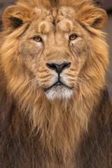 Full-length portrait in full frame. Lion is a large predatory strong and beautiful cat with a magnificent mane of hair.