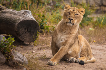 Fototapeta na wymiar Adroitly and gracefully arises in movement. Lioness is a large predatory strong and beautiful African cat.