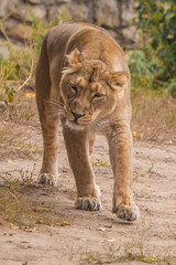 Insidious and playful sneaks up . Lioness is a large predatory strong and beautiful African cat.