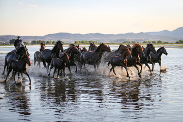 Fototapeta na wymiar Yilki Horses Running in Water, Kayseri, Turkey