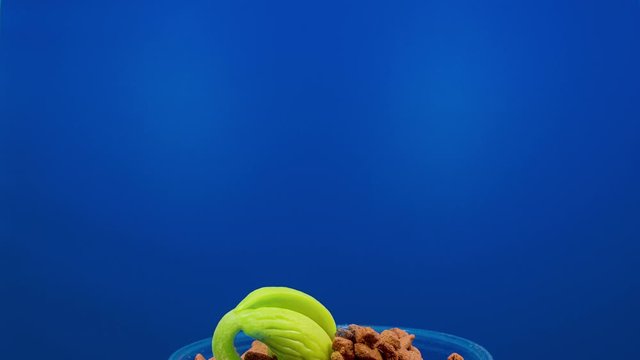 germination and seedling of a green plant seed time lapse