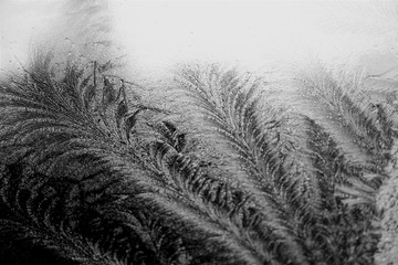 Frost pattern on a windowpane