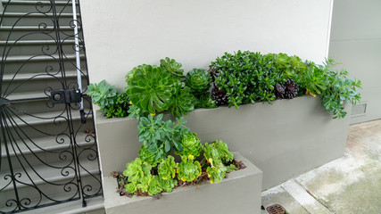 Beautiful arrangement of succulent plants in planter infront of a house by the street