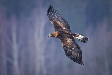 Golden eagle (Aquila chrysaetos) is one of the best-known birds of prey in the Northern Hemisphere. It is the most widely distributed species of eagle.