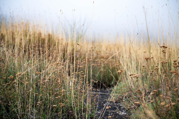 Unusual Landscape and Plants Growing on Side of Volcano