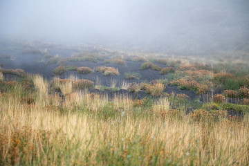 Unusual Landscape and Plants Growing on Side of Volcano