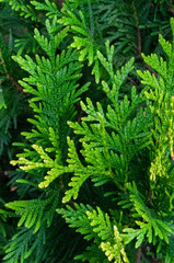 Bright colorful green sprigs thuja, closeup.