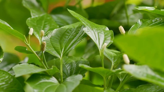 Piper sarmentosum Roxb. (Wildbetal leafbush) : The plant has medicinal properties. Helps nourish the elements, expel flatulence, relieve and expectorant, a high amount of vitamin A and calcium.