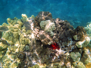coral