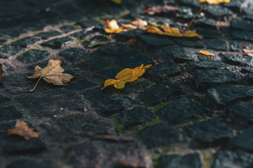 Fallen Yellow Maple Leaves on stone pavement.