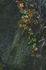 Large raw stone with wild vegetation. Outdoors.