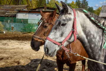 Dappled gray and Chestnut horses with pigtails