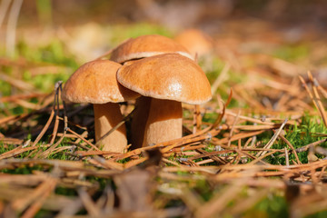 Three young edible fungi of the genus Xerocomus in a natural habitat and blurred background