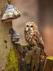 Tawny owl or brown owl (Strix aluco) is a stocky, medium-sized owl commonly found in woodlands across much of Eurasia.