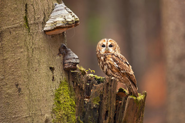 Tawny owl or brown owl (Strix aluco) is a stocky, medium-sized owl commonly found in woodlands across much of Eurasia. - obrazy, fototapety, plakaty