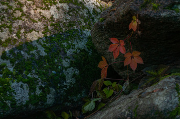 Granite raw stones with green moss, outdoors.