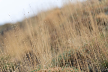 Obraz premium Unusual Landscape and Plants Growing on Side of Volcano