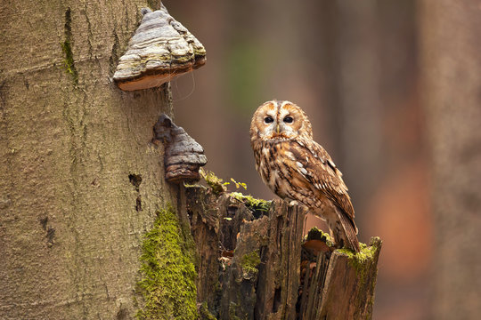 Tawny owl or brown owl (Strix aluco) is a stocky, medium-sized owl commonly found in woodlands across much of Eurasia.