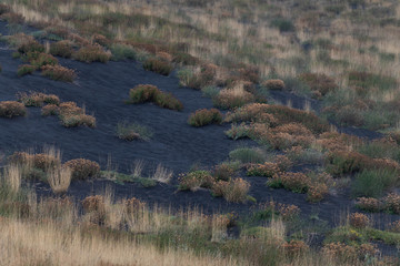 Unusual Landscape and Plants Growing on Side of Volcano